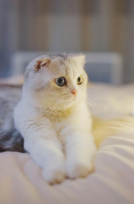 微信萌系喵星人图片