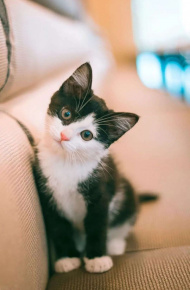 慵懒可爱的猫咪系列微信图片合集下载