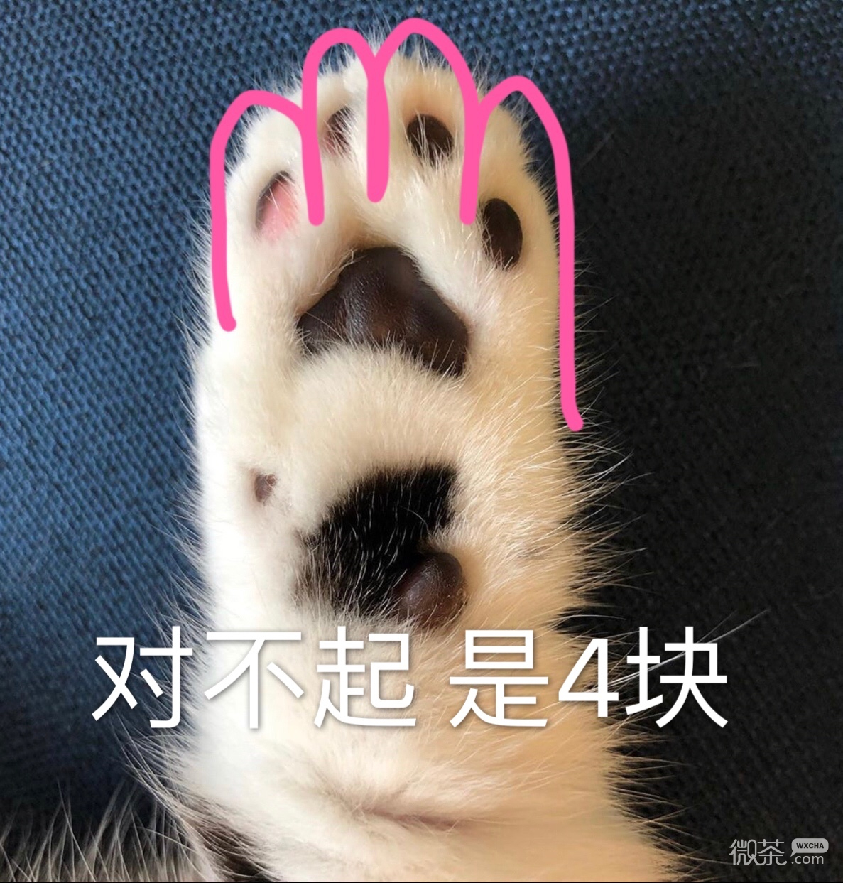 壁纸猫，爪子，面部高清：宽屏：高清晰度：全屏