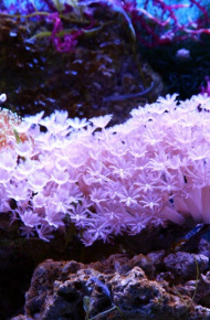 海底世界的珊瑚海棠微信唯美摄影图片