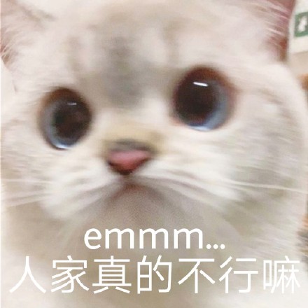 表情包种子选手猪猪and娜娜 速来云吸猫