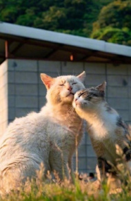 治愈系可爱猫咪朋友圈配图