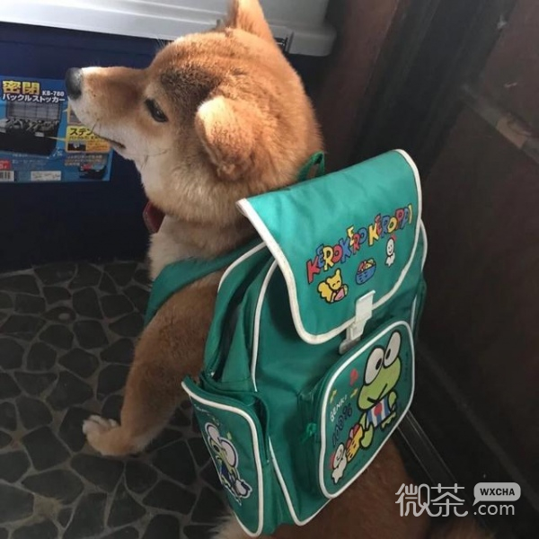 可爱玩偶，猫咪，狗狗微信朋友圈配图