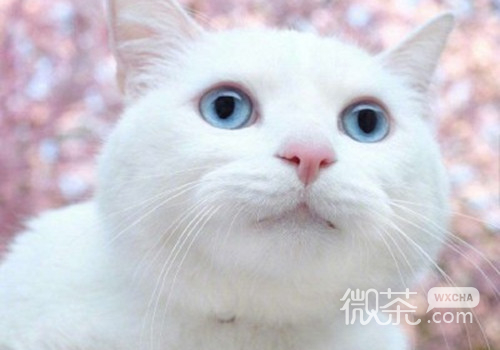 可爱好看的萌萌哒喵星人微信朋友圈配图