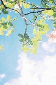 简约唯美花朵微信朋友圈配图