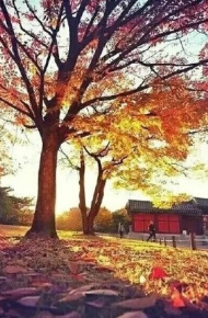 秋意落寞伤感落叶的微信素材图片