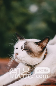 超可爱小奶猫好看微信素材图片