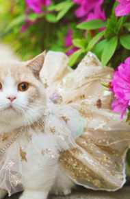 小清新超好看的小萌猫微信朋友圈配图