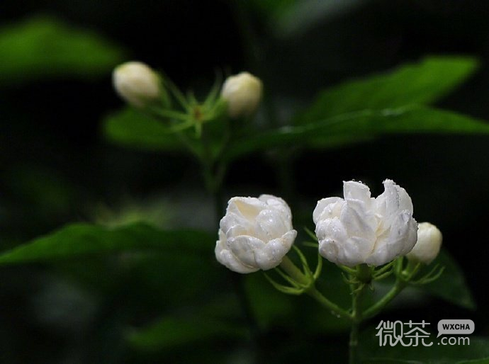 青葱好看的微信聊天背景图