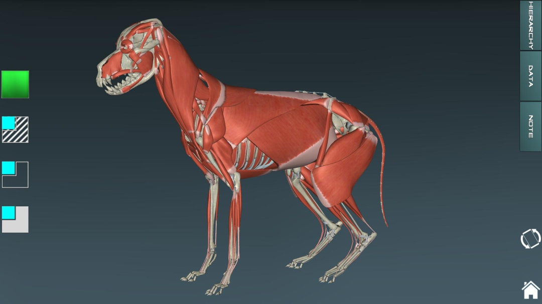 人体解剖学图集最新版