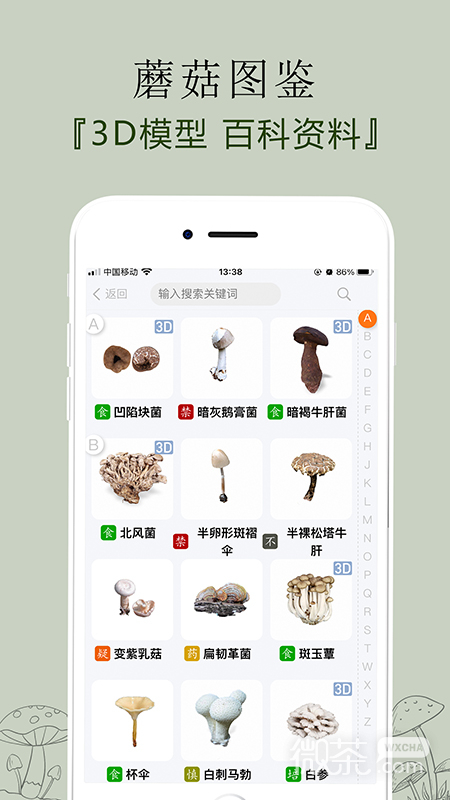 菌窝子