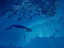 24小时在线打鱼