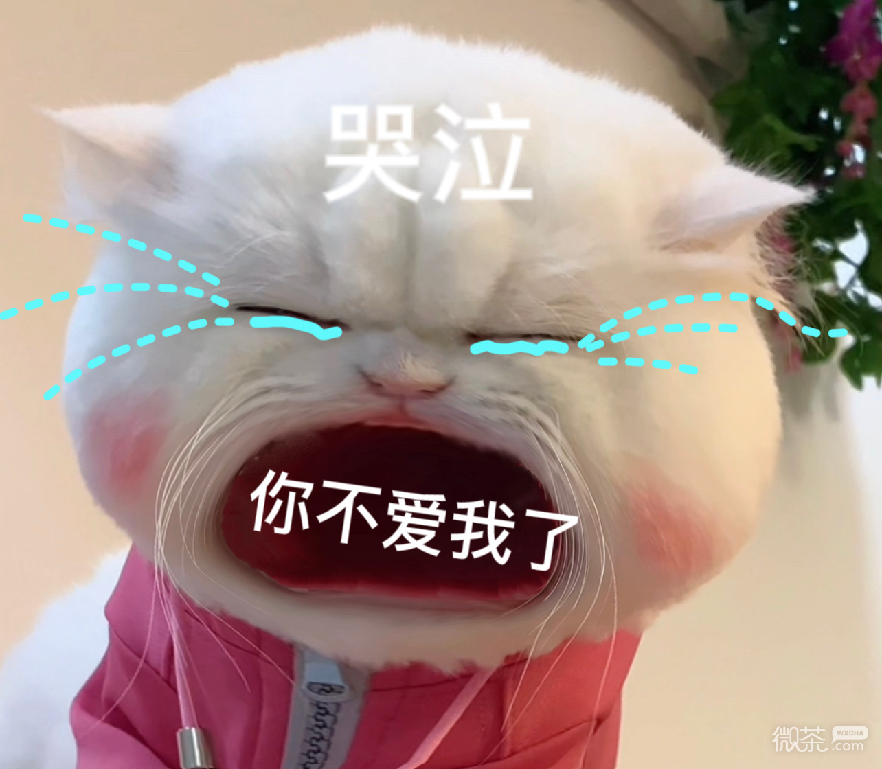 小猫咪采 炫我嘴里表情包图片gif动图 - 求表情网,斗图从此不求人!