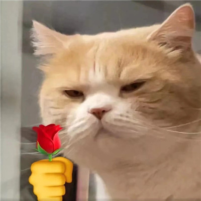 猫猫送花超萌超可爱表情包 微信表情 微茶网