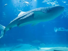 上下分24小时打鱼