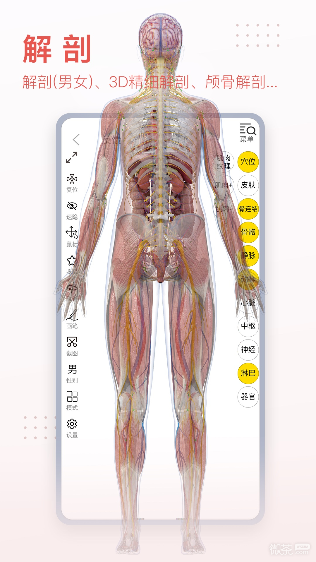 3DBody解剖最新版