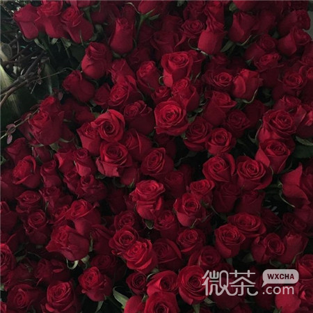 浪漫唯美的鲜花微信朋友圈背景图