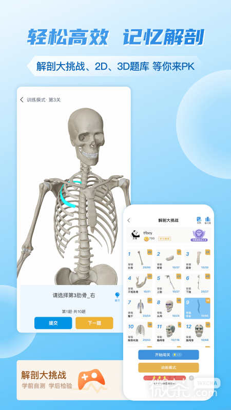 维萨里3D解剖