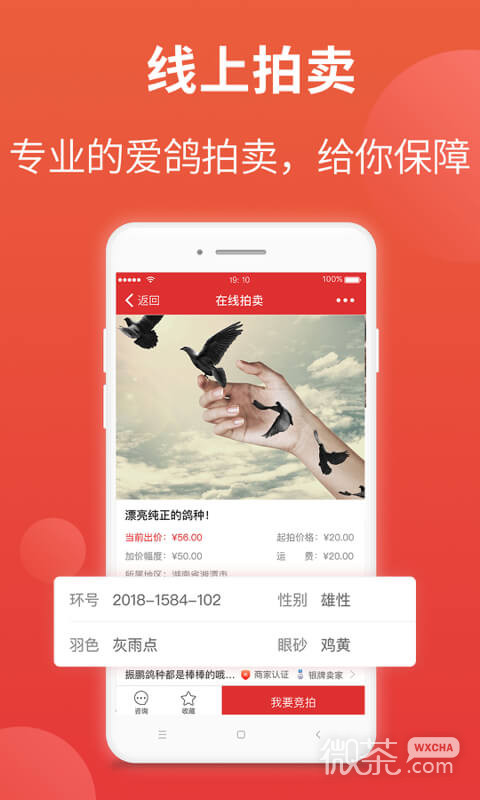 搜鸽天下