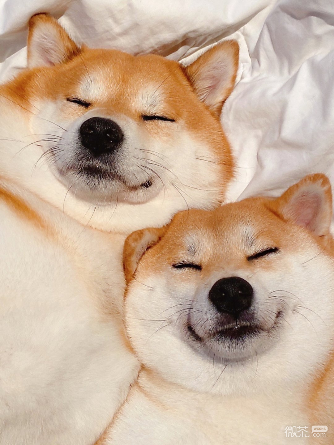狗狗的9种“睡姿”,代表着不同的含义，你家是哪种？|狗狗|睡姿|你家_新浪新闻