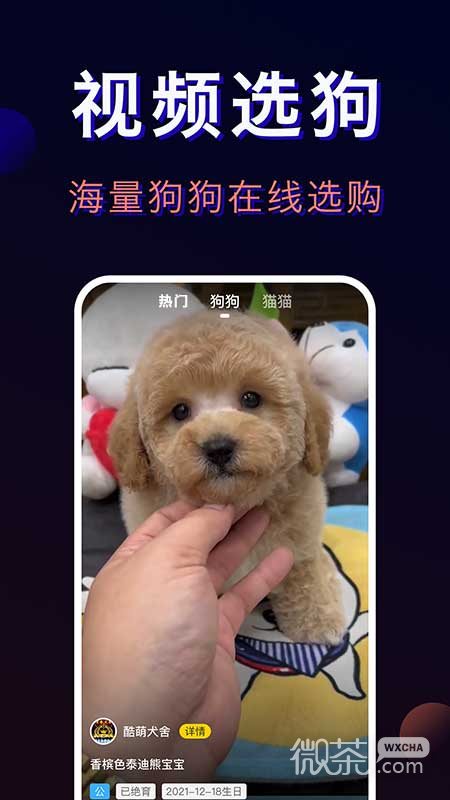 宠物宝