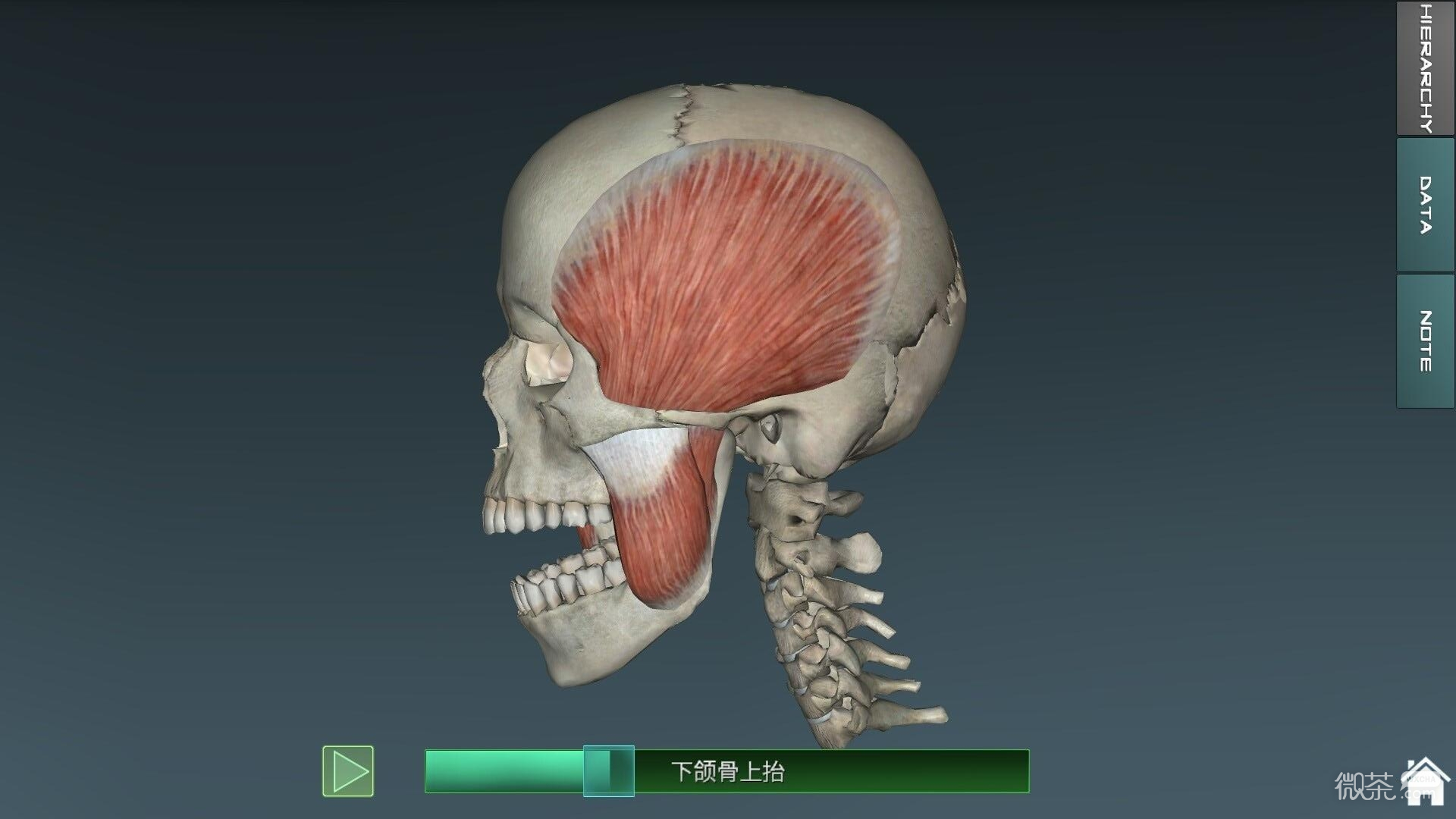人体解剖学图集最新版