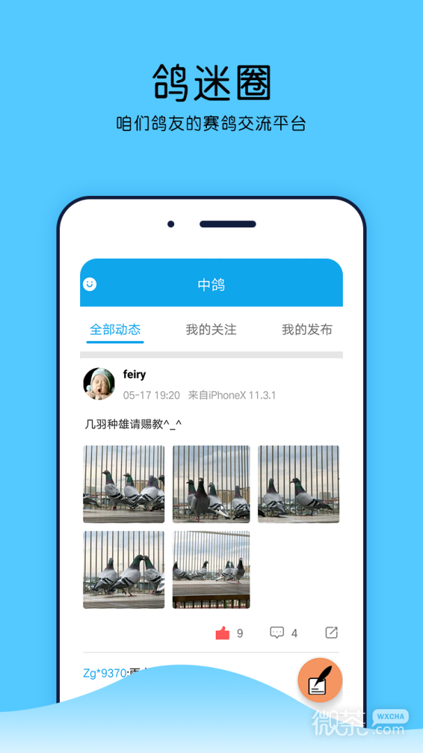 中鸽网