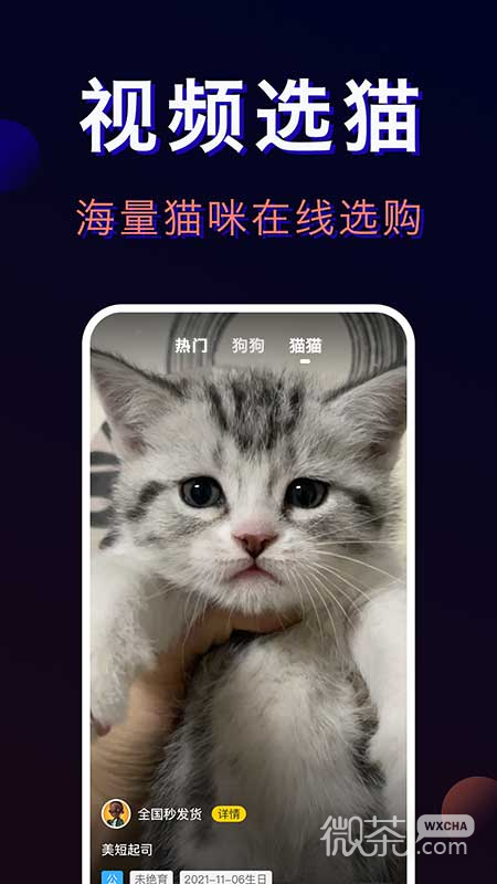宠物宝