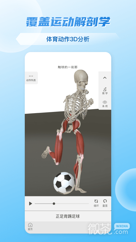 维萨里3D解剖