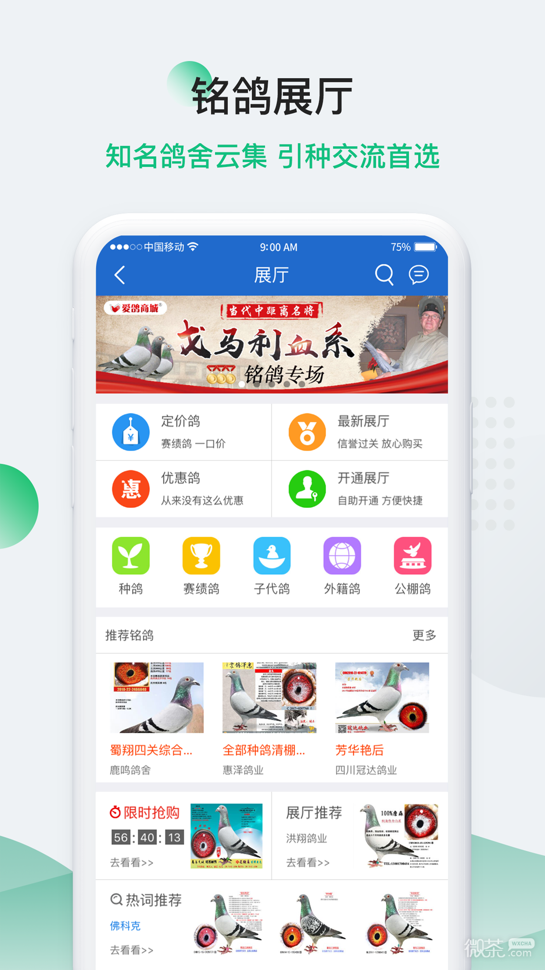 中国信鸽信息网最新版