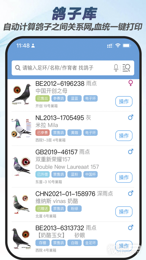 赛鸽云