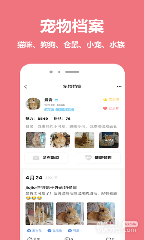 宠物王国