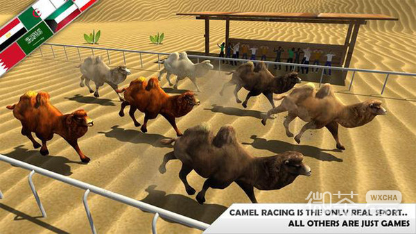 野骆驼的赛车模拟器